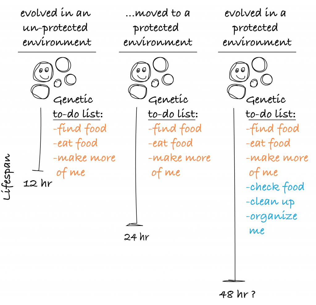 evolving lifespans